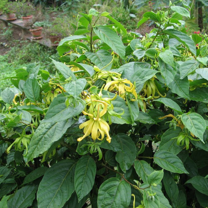 Langi Langi / Ylang Ylang (Cananga odorata) Rare Highly Fragrant Flowering Live Plant
