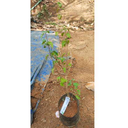 Lantana Purple (Lantana montevidensis) All Time Flowering Live Plant