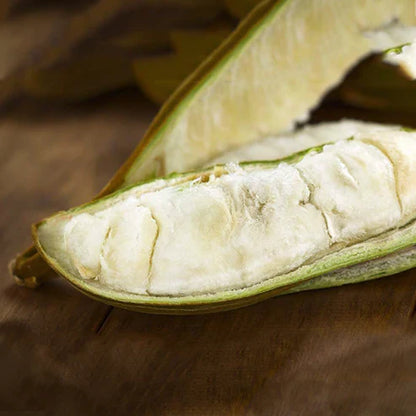 Ice Cream Bean Live Plant (Inga Edulis)