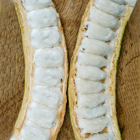 Ice Cream Bean Live Plant (Inga Edulis)