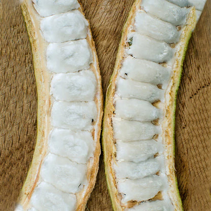 Ice Cream Bean Live Plant (Inga Edulis)