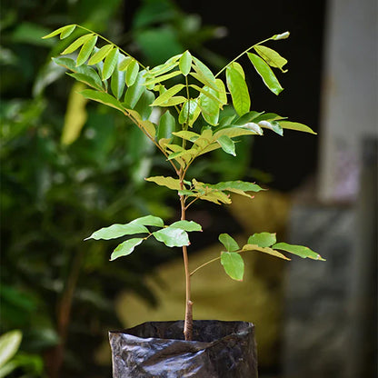 Pulasan Fruit Live Plant (Nephelium Mutabile)
