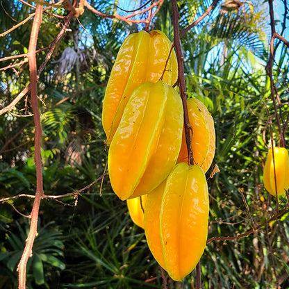 Sweet Vareity Star Fruit / Carambola Grafted Live Plant (Averrhoa Carambola)