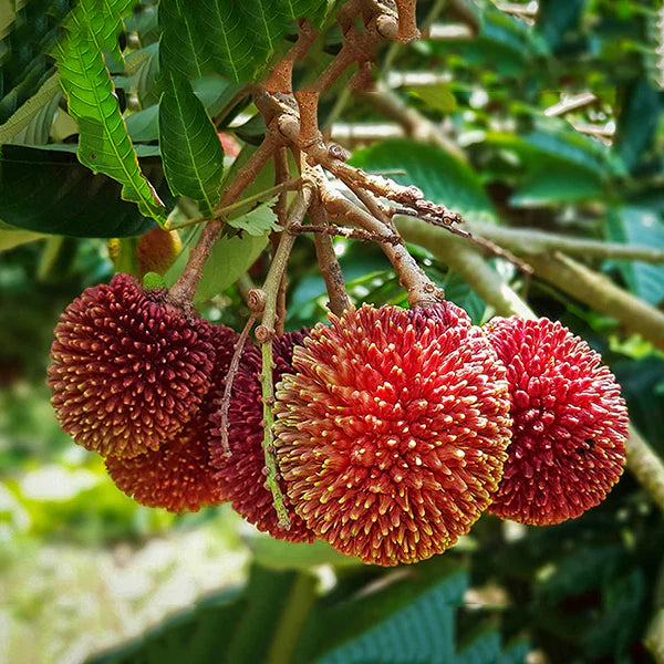 Pulasan Fruit Live Plant (Nephelium Mutabile)