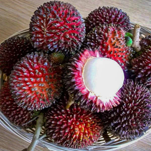 Pulasan Fruit Live Plant (Nephelium Mutabile)
