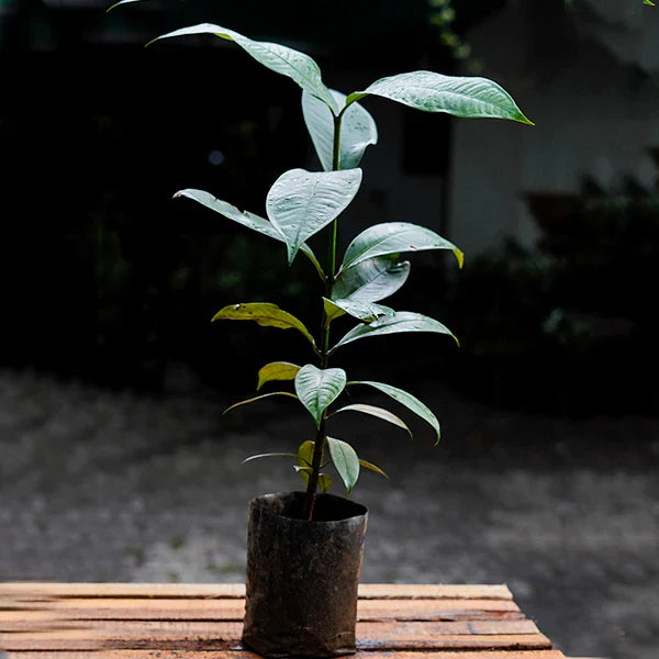 Mangosteen Fruit Live Plant (Garcinia Mangostana)