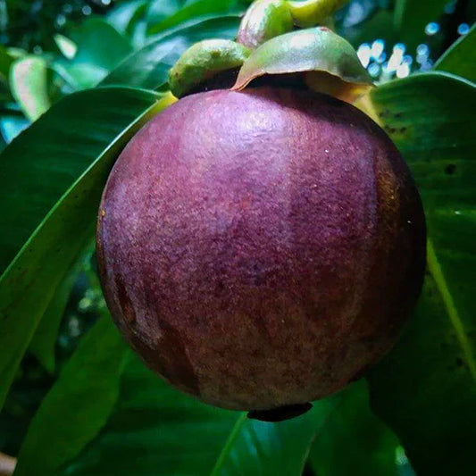 Mangosteen Fruit Live Plant (Garcinia Mangostana)