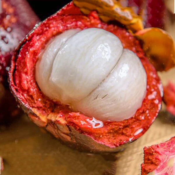 Mangosteen Fruit Live Plant (Garcinia Mangostana)