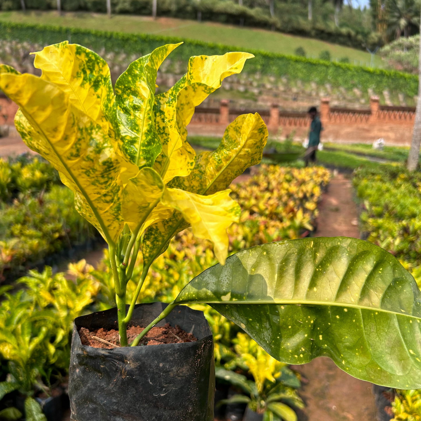 Lemon Croton / Gold Sun (Codiaeum variegatum) Indoor / Outdoor Live Plant