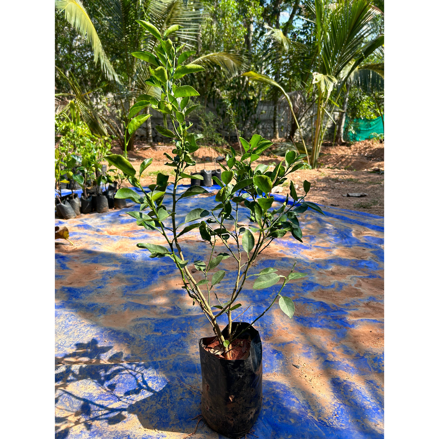 Lemon (Citrus Lemon) Live Plant