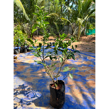 Lemon (Citrus Lemon) Live Plant