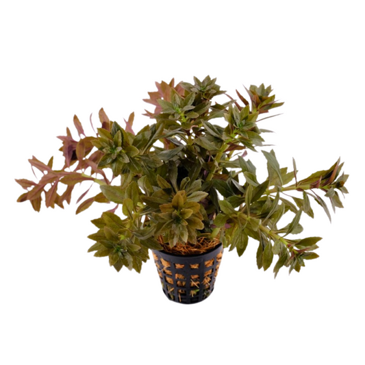 Limnophila Aromatica "Mini" Aquarium Live Plant