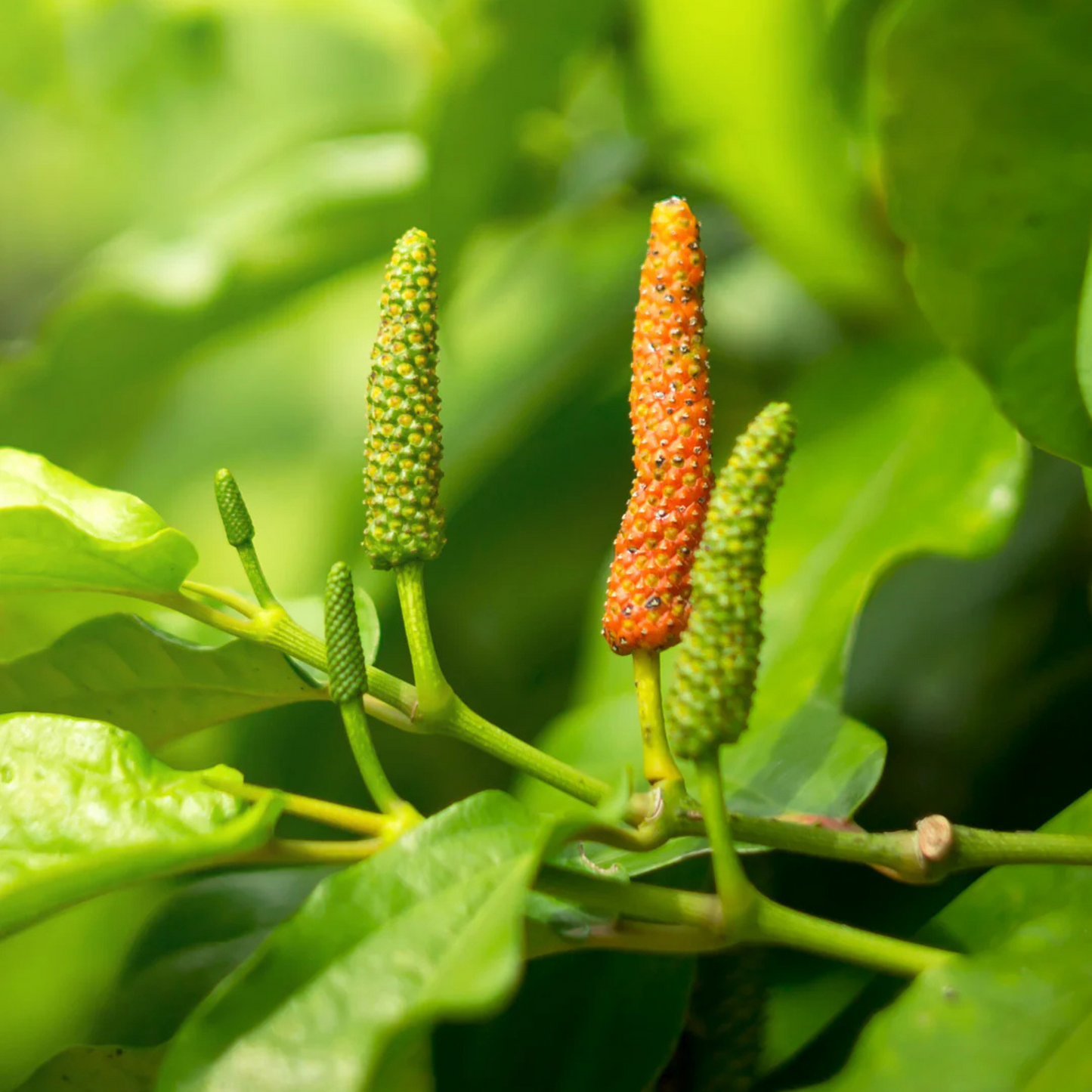 Long pepper / Pippali (Piper longum) Live Plant