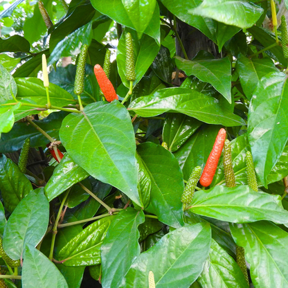 Long pepper / Pippali (Piper longum) Live Plant