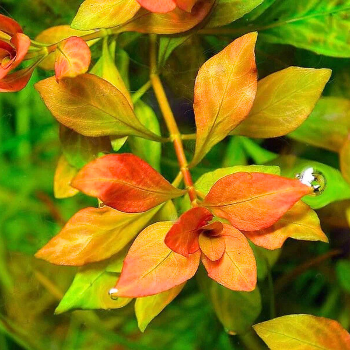 Ludwigia Atlantis Orange Aquarium Live Plant