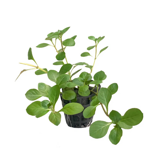 Ludwigia Ovalis Aquarium Live Plant