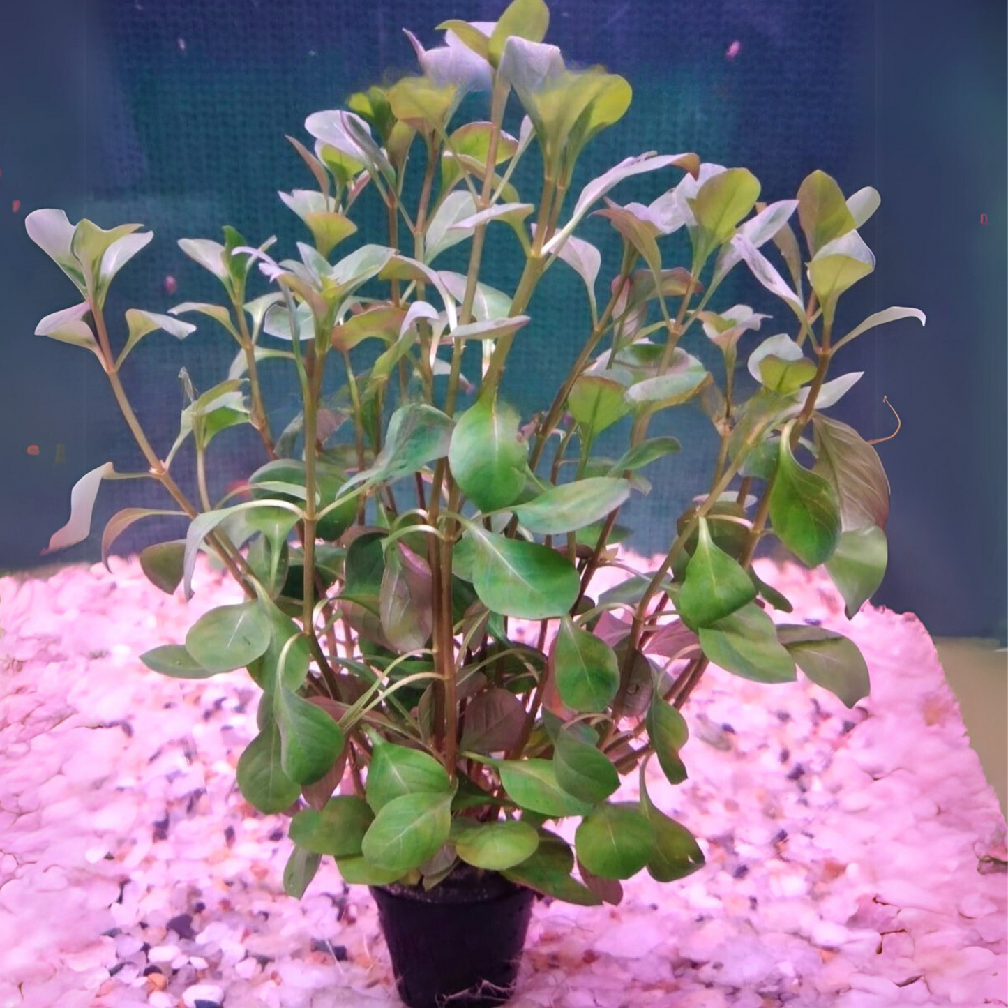 Ludwigia Ovalis Aquarium Live Plant