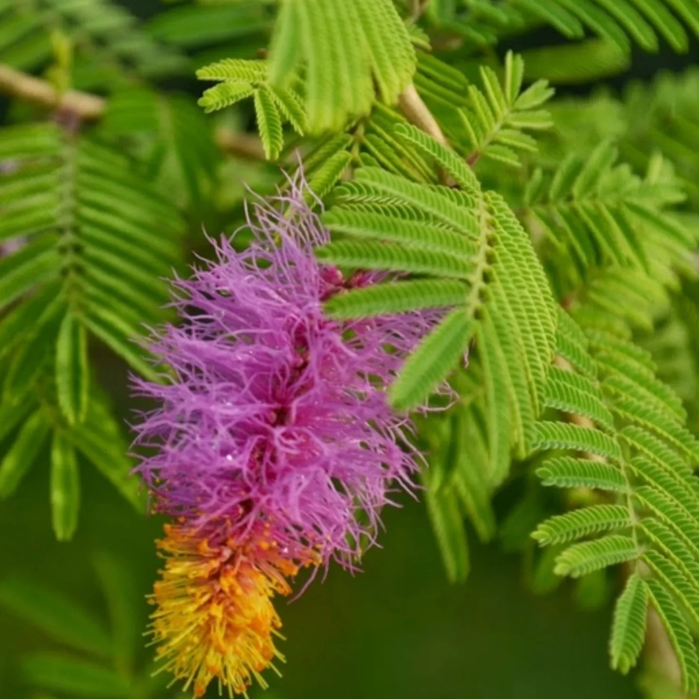 Shami / Jand (Prosopis cineraria) All Time Flowering Live Plant