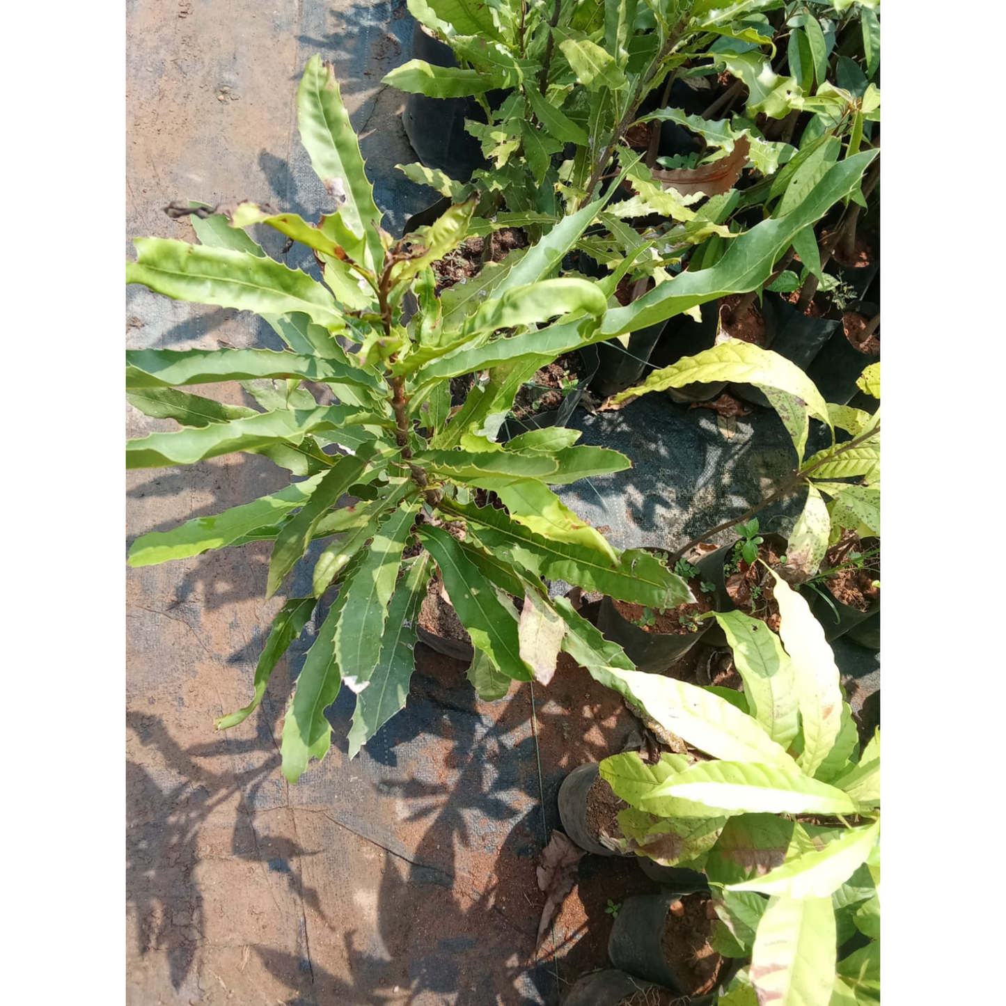 Macadamia Nut Fruit Live Plant