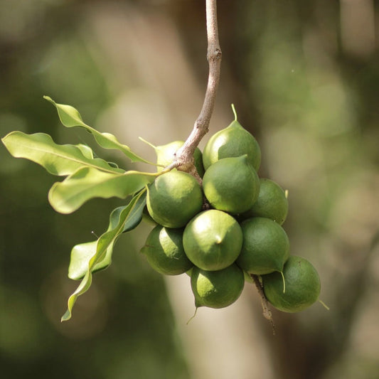 Macadamia Nut Fruit Live Plant