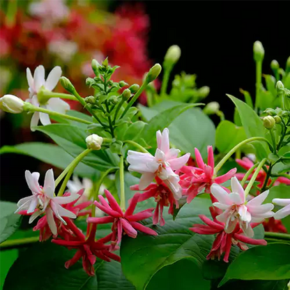 Madhumalti, Rangoon (Double Petals) Layered Live Plant