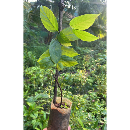 Madhumalti, Rangoon (Double Petals) Layered Live Plant