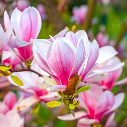 Magnolia grandiflora Pink (Bull Bay) Rare Flowering Live Plant