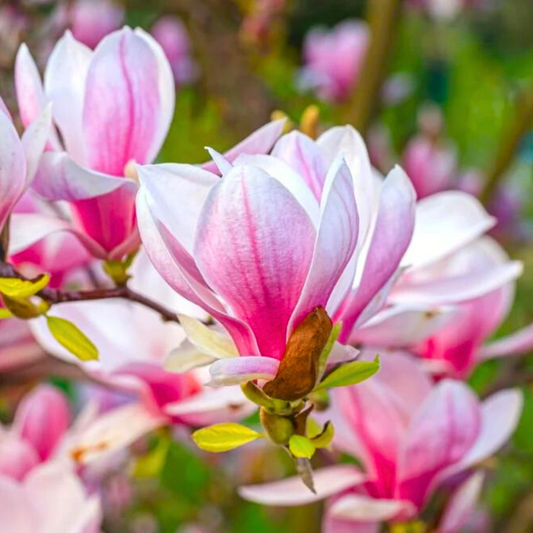 Magnolia grandiflora Pink (Bull Bay) Rare Flowering Live Plant