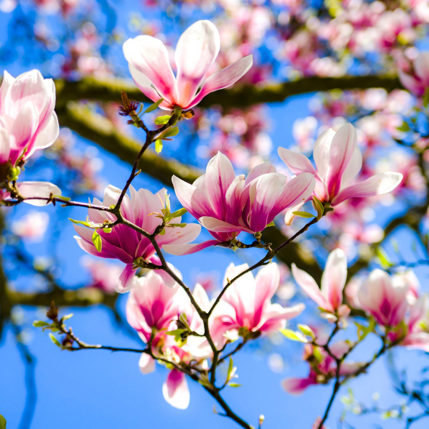 Magnolia grandiflora Pink (Bull Bay) Rare Flowering Live Plant