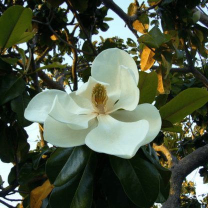 Magnolia grandiflora White (Bull Bay) Rare Flowering Live Plant