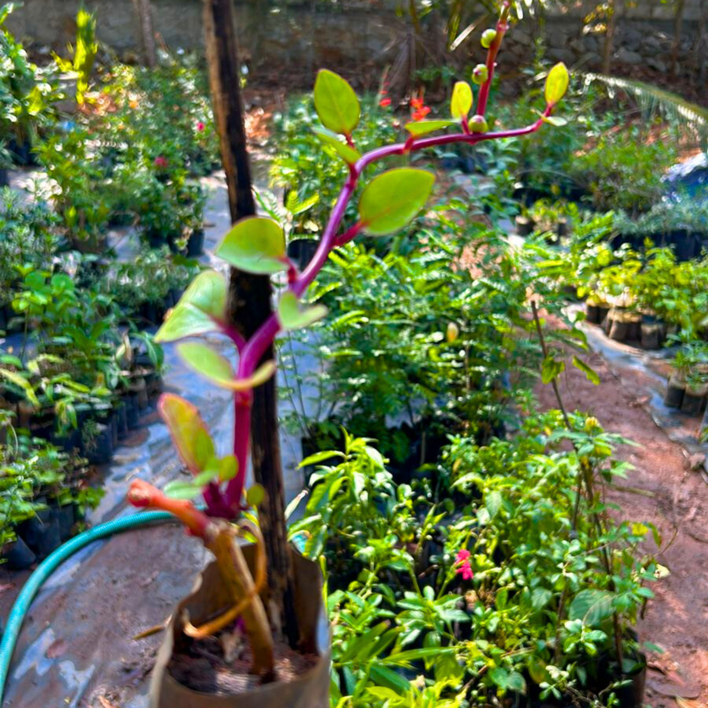 Malabar Spinach (Basella alba) Medicinal Live Plant