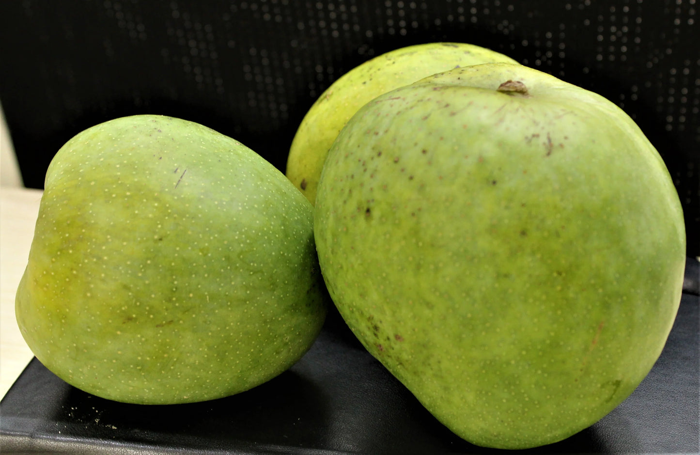 Malgova Mango Grafted Live Plant