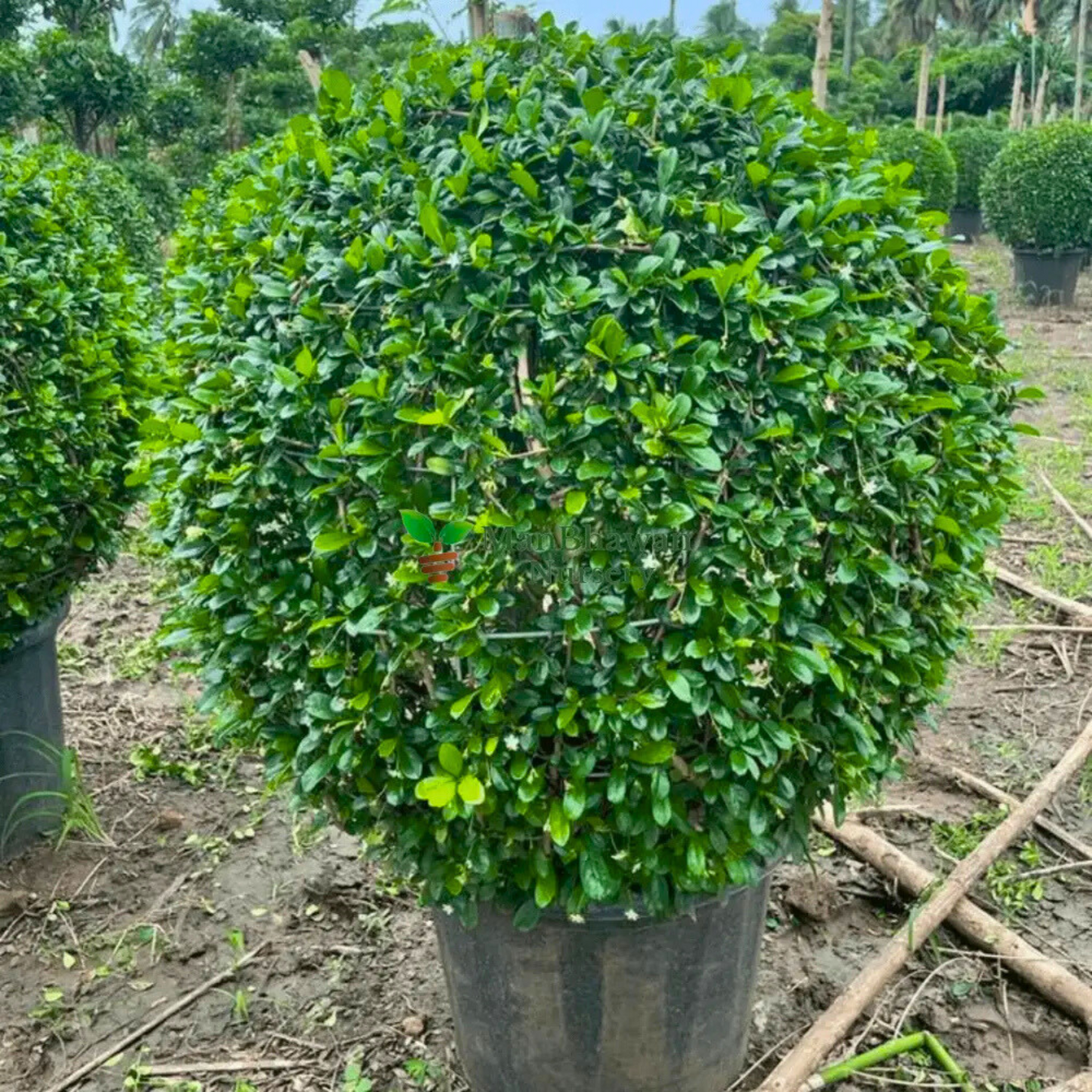 Malpighia (Carmona microphylla retusa) Ornamental Live Plant