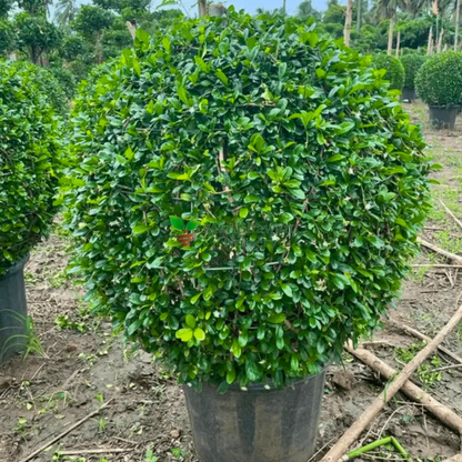 Malpighia (Carmona microphylla retusa) Ornamental Live Plant