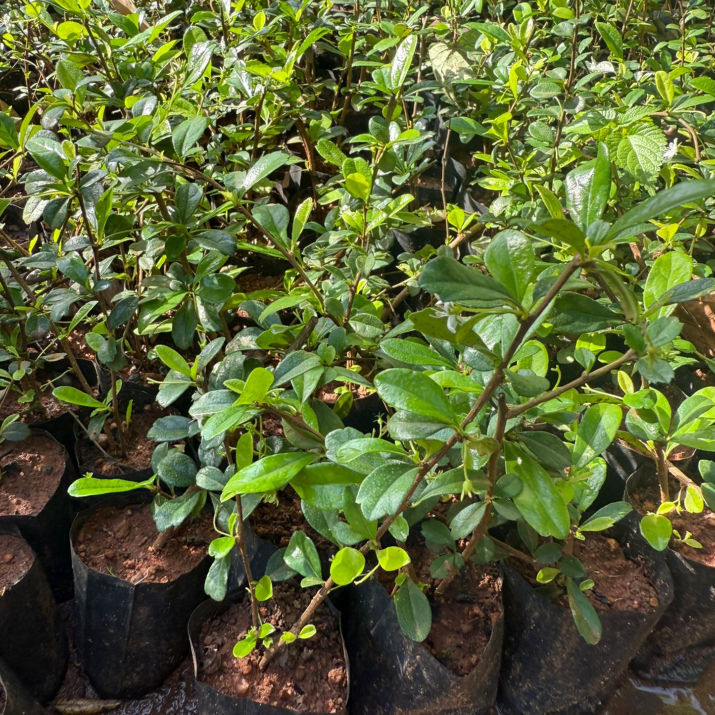 Malpighia (Carmona microphylla retusa) Ornamental Live Plant