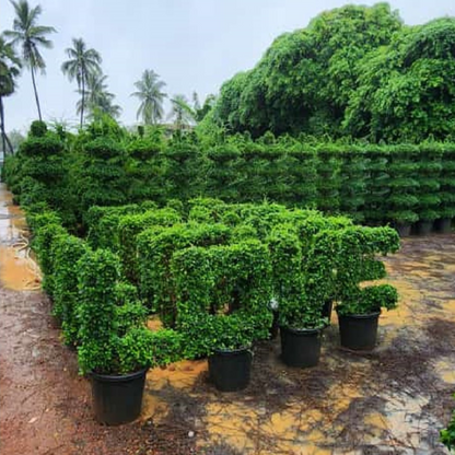 Malpighia (Carmona microphylla retusa) Ornamental Live Plant