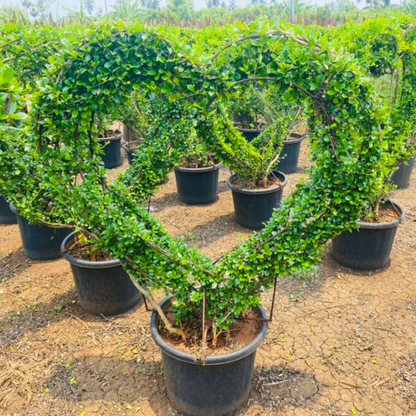 Malpighia (Carmona microphylla retusa) Ornamental Live Plant