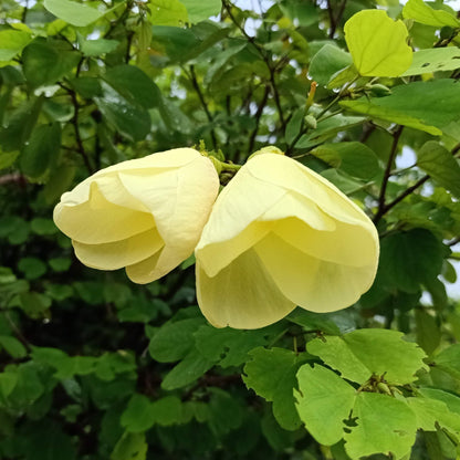 Mandaram Yellow (Bauhinia tomentosa) Rare Flowering Live Plant