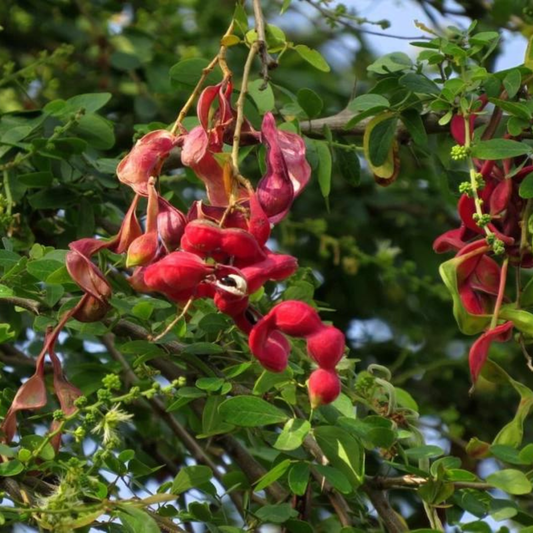 Manila Tamarind / Madras thorn (Pithecellobium dulce) Live Plant