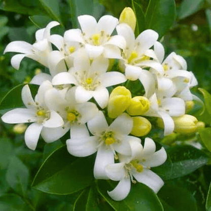 Maramulla (Murraya paniculata) Highly Fragrant Flowering Live Plant