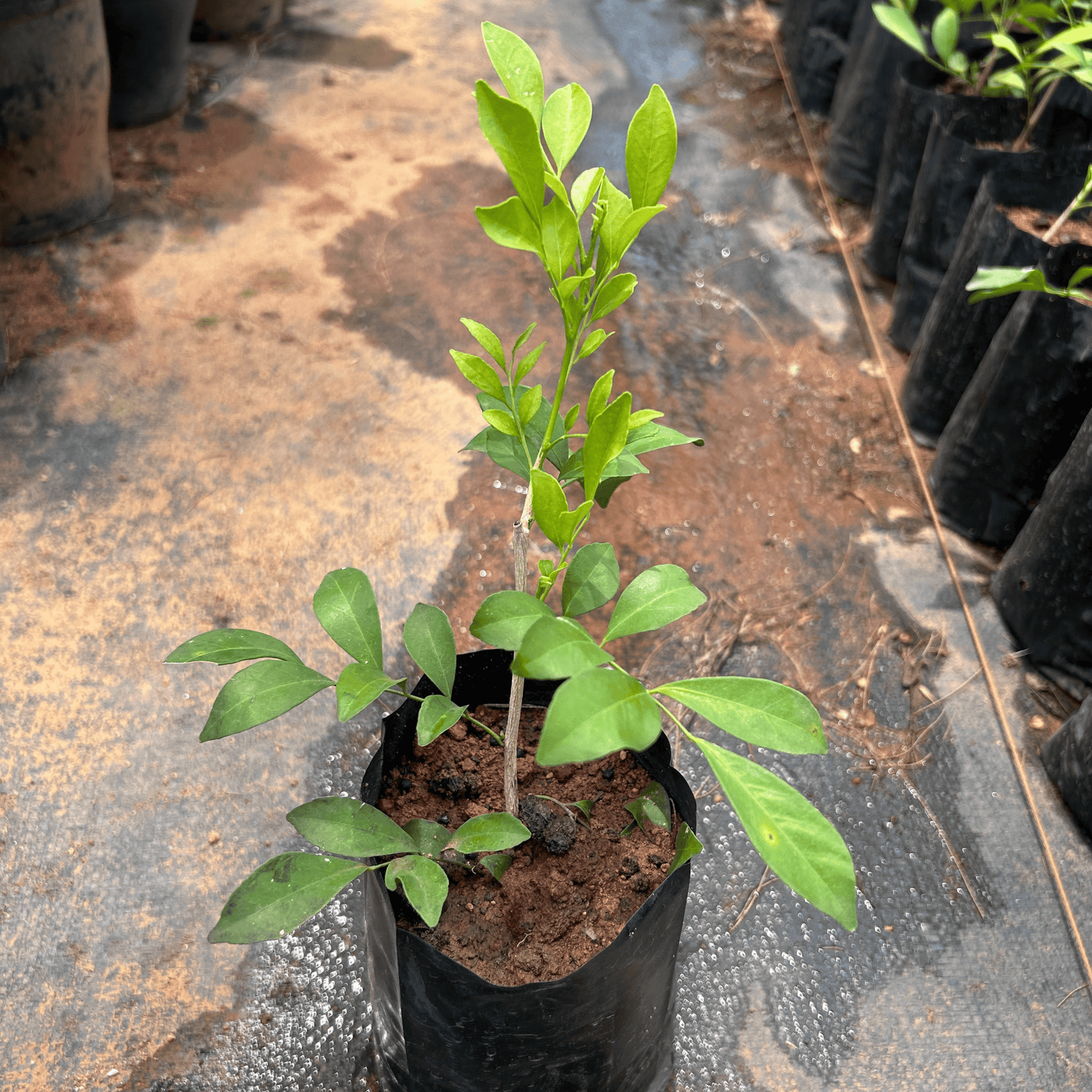 Maramulla (Murraya paniculata) Highly Fragrant Flowering Live Plant