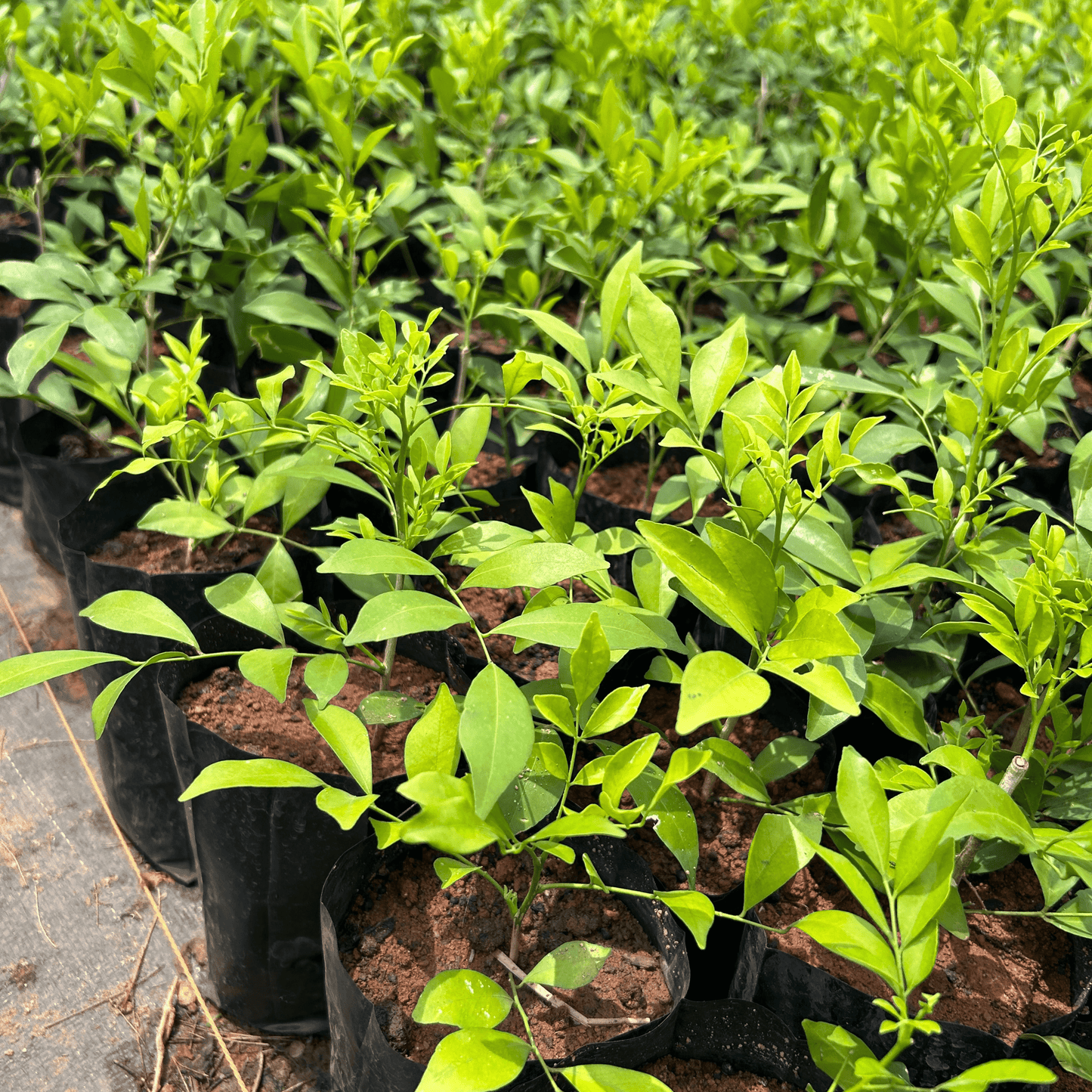 Maramulla (Murraya paniculata) Highly Fragrant Flowering Live Plant