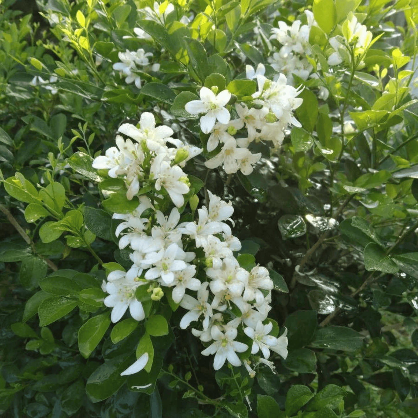 Maramulla (Murraya paniculata) Highly Fragrant Flowering Live Plant