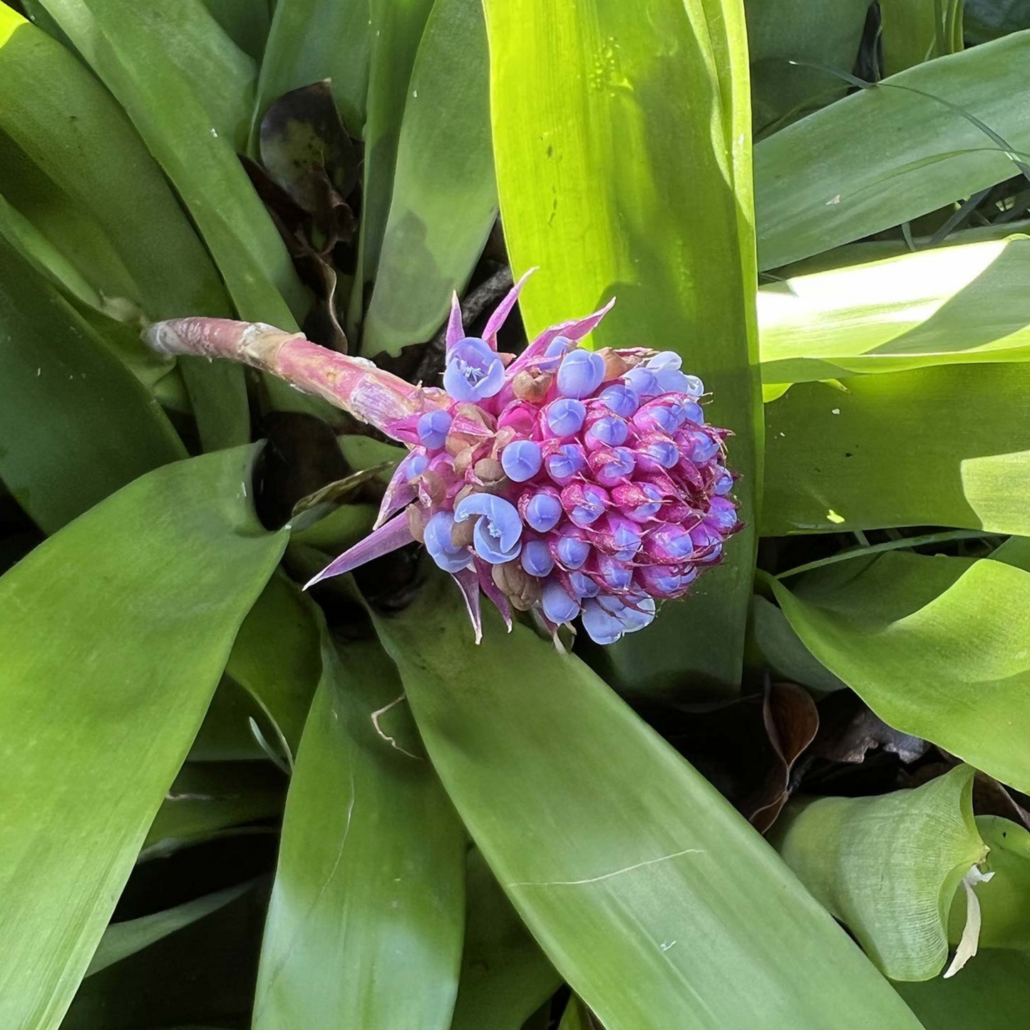 Matchstick Airplant / Bromeliad (Aechmea cylindrata) Rare All Time Flowering Live Plant