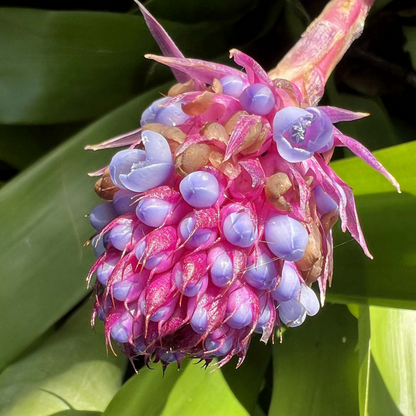 Matchstick Airplant / Bromeliad (Aechmea cylindrata) Rare All Time Flowering Live Plant