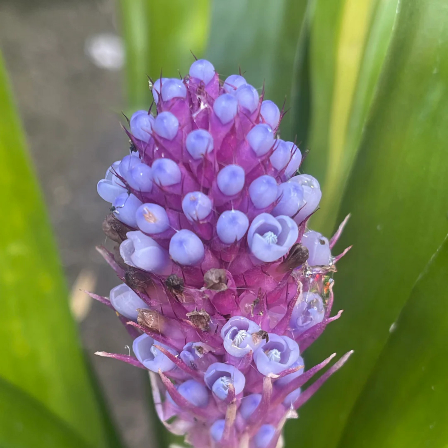 Matchstick Airplant / Bromeliad (Aechmea cylindrata) Rare All Time Flowering Live Plant