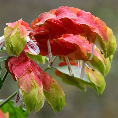 Mexican Shrimp / Dark Pink Lollipop Rare Flowering Live Plant