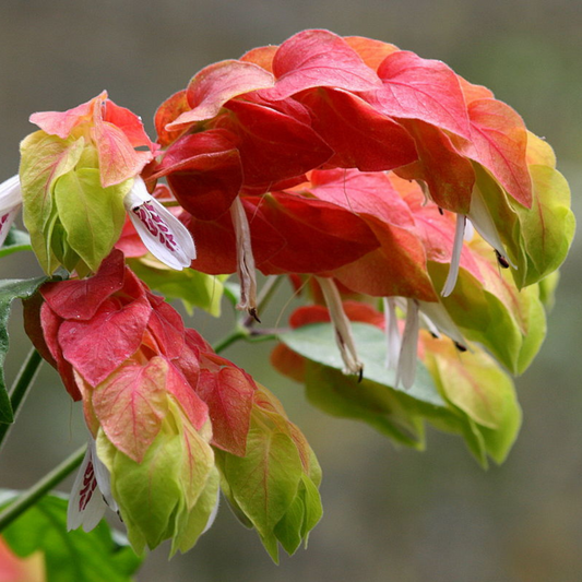 Mexican Shrimp / Dark Pink Lollipop Rare Flowering Live Plant