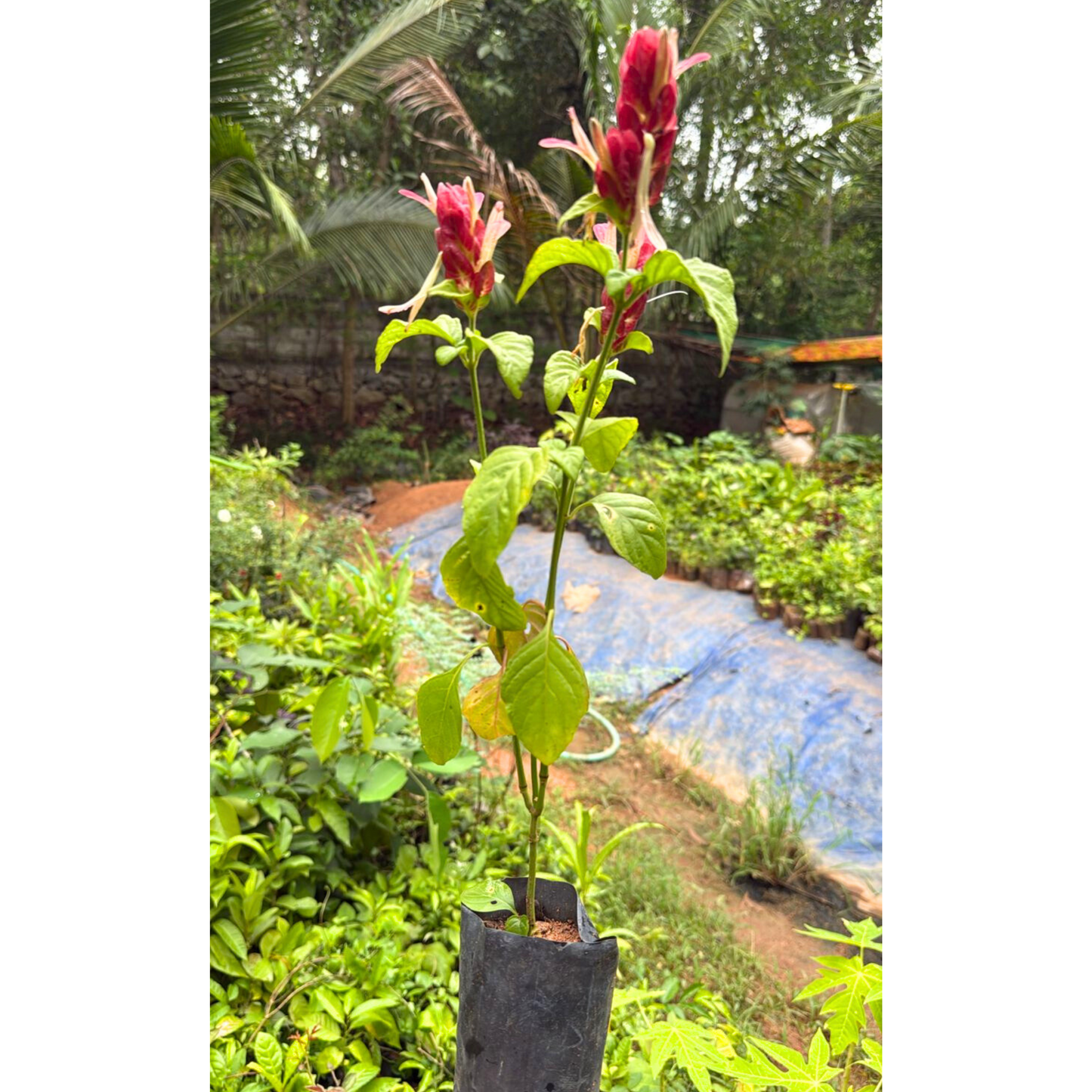 Mexican Shrimp / Dark Pink Lollipop Rare Flowering Live Plant