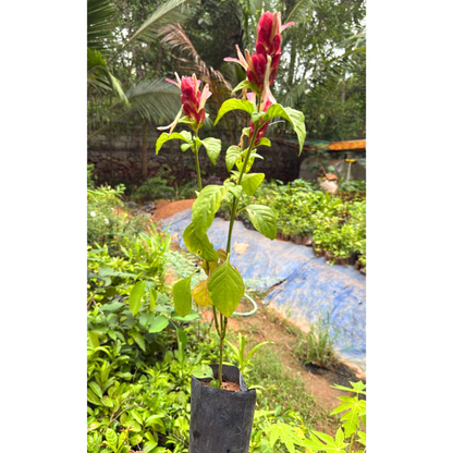 Mexican Shrimp / Dark Pink Lollipop Rare Flowering Live Plant